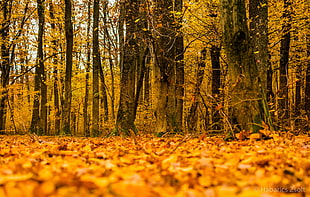 maple trees, forest