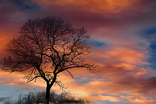 silhouette of dead tree during golden hour