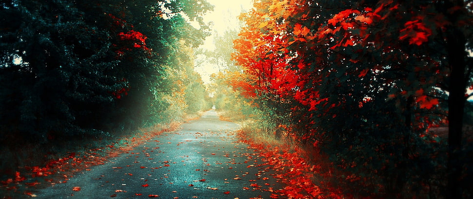 asphalt road between of red flowers, ultra-wide, photography, nature HD wallpaper