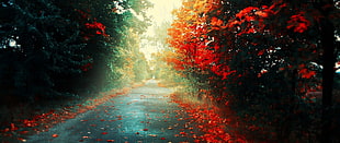 asphalt road between of red flowers, ultra-wide, photography, nature