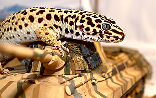eopard gecko