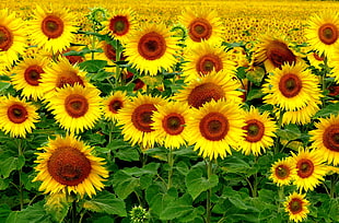 sunflower field photo HD wallpaper