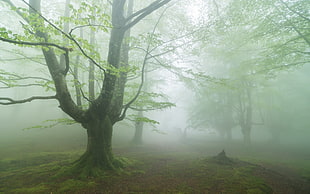 forest with fogs