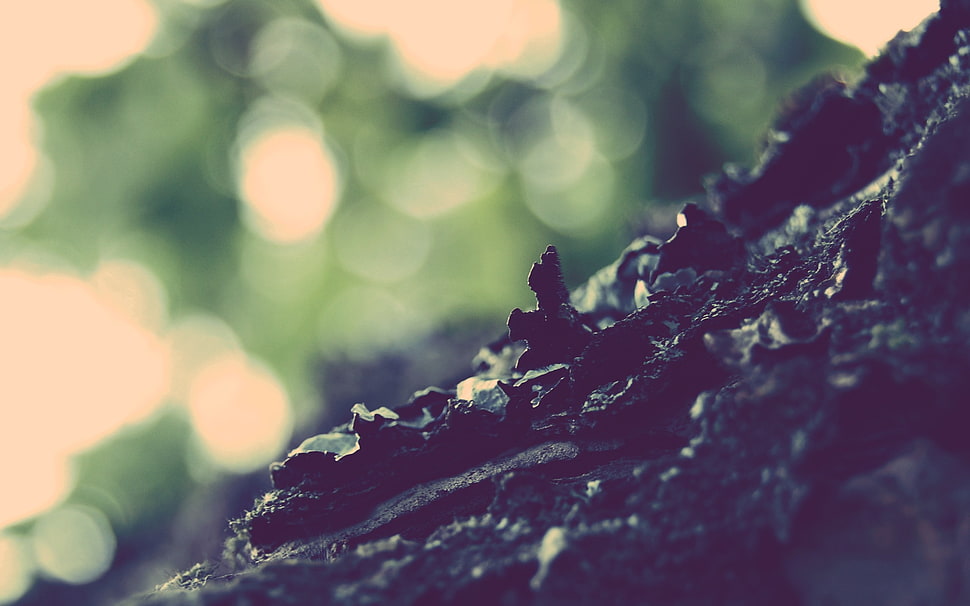 Bark,  Glare,  Light HD wallpaper