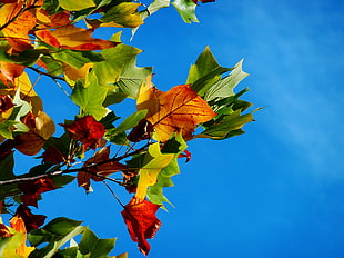 green leaf plant under clear blue sky close up photo HD wallpaper