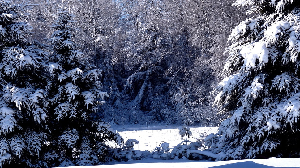 green pine trees during snow HD wallpaper