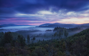 trees and hills covered with fog