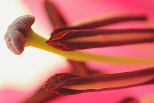 macro shot of flower HD wallpaper