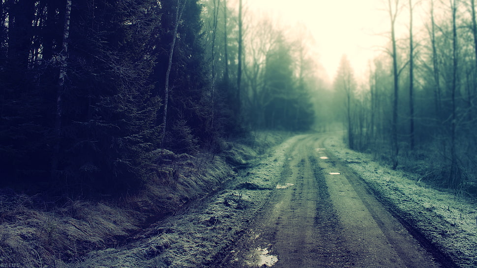 empty dirt road in between tall trees at daytime HD wallpaper