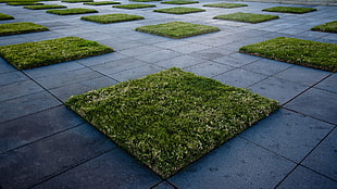 green and white area rug, grass, sidewalks HD wallpaper
