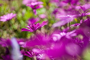 purple flower field during day