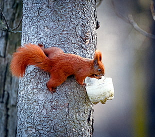 red Squirrel on tree