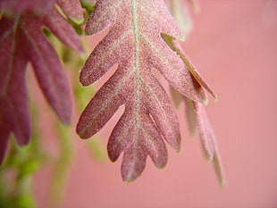brown leaf in macro photography
