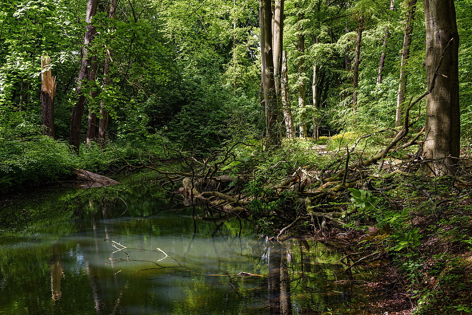 green leaf plants, forest, river HD wallpaper