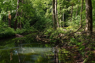 green leaf plants, forest, river