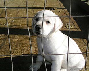 light cream Labrador Retriever puppy on cage during daytime