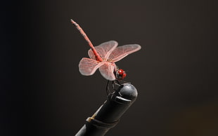photography of pink dragonfly on black metal pen