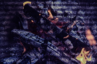 gray wood ash, Bonfire, Coals, Fire HD wallpaper