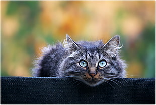shallow focus photography of cat during daytime HD wallpaper