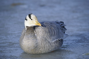 gray and white feathered duck resting on floor