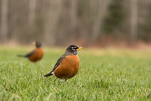 brown and black bird on green grass