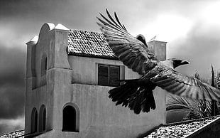 grayscale photography of raven near building