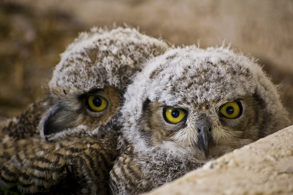 shallow focus photography of gray-and-brown owls HD wallpaper