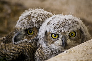 shallow focus photography of gray-and-brown owls
