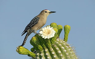 brown and white bird figurine, cactus, flowers, birds