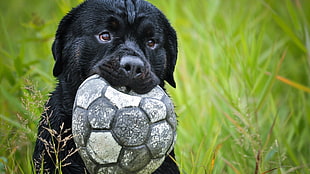 black Labrador retriever puppy, soccer, animals, dog