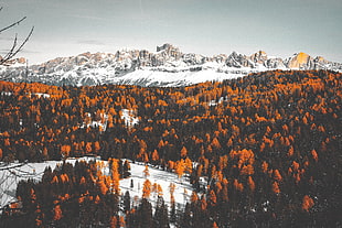 Mountains,  Trees,  Snow,  Winter HD wallpaper