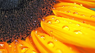 sunflower with water dew HD wallpaper