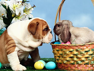 English Bulldog staring gray rabbit