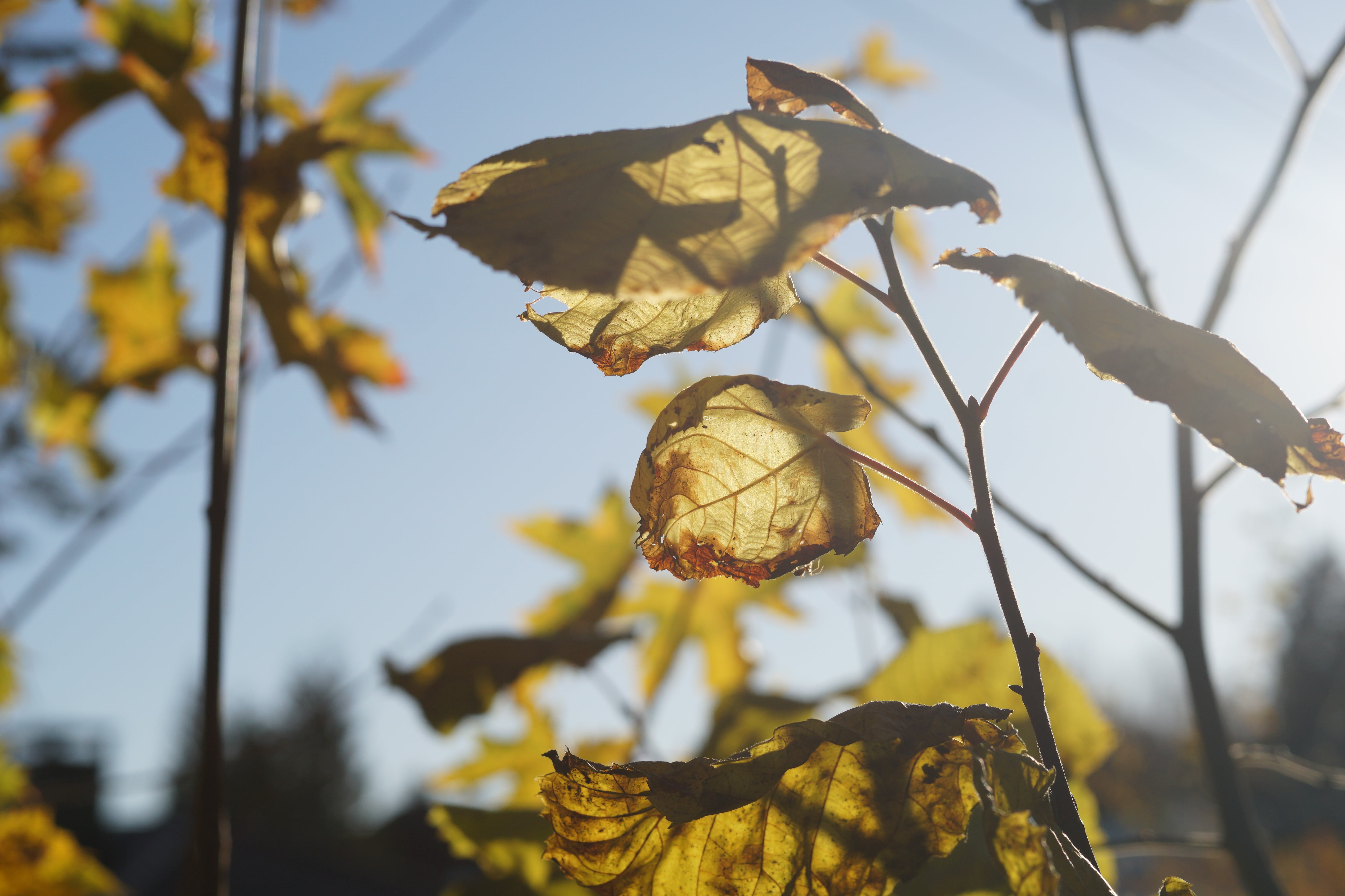 green leafed plant, october, plants, nature, fall