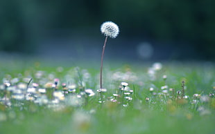 white dandelion with grass micro phot