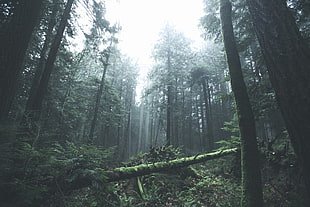 green leafed tree, trees, forest, mist