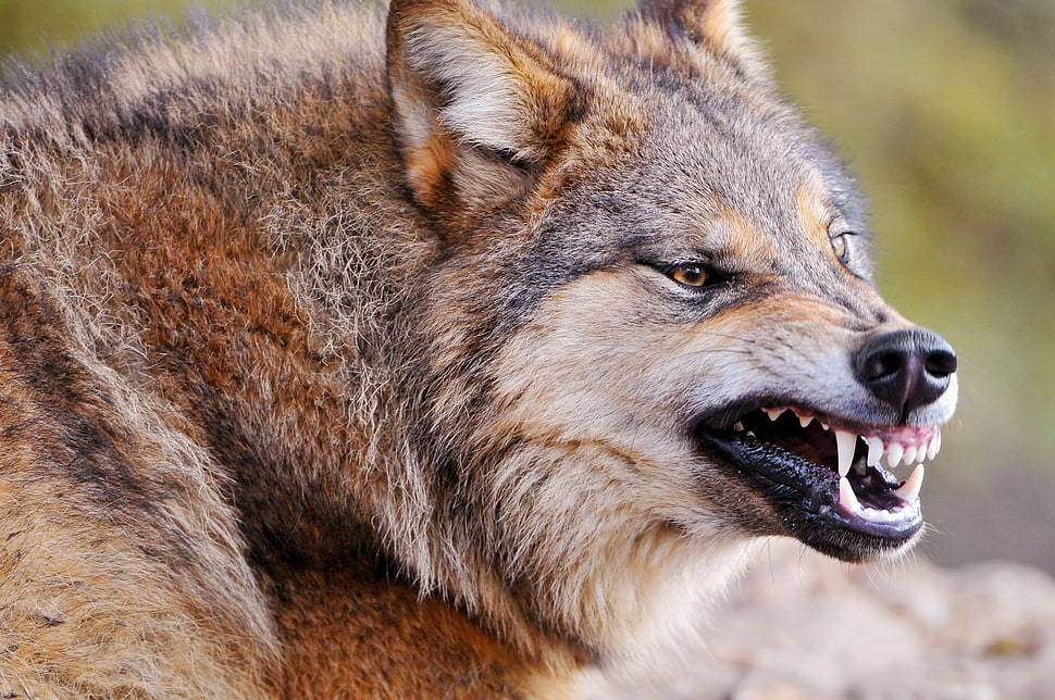 photography of angry wolf HD wallpaper