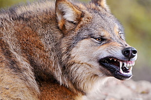photography of angry wolf