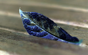 macro shot of blue leaf