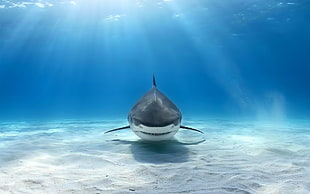 white shark HD wallpaper