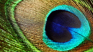 micro-photograph shot of peacock feather HD wallpaper