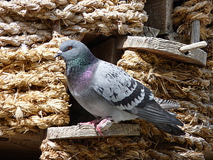 gray rock dove perching on brown surface