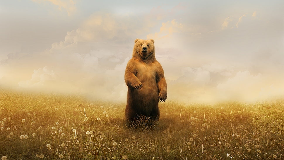 brown grizzly bear, bears, field, clouds, bright HD wallpaper