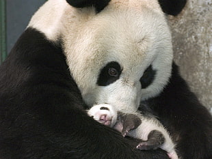 Panda hugging her baby panda HD wallpaper