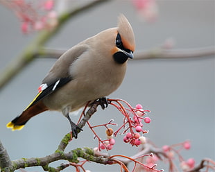 brown bird on a branch closeup photography