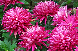 pink flowers photography HD wallpaper