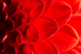 closeup photography of red petaled flower, dahlia