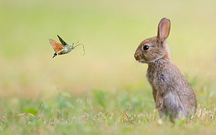brown bunny, moths, insect, grass, rabbits HD wallpaper