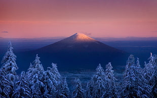 snowy mountain, volcano, Oregon, sunset, forest HD wallpaper