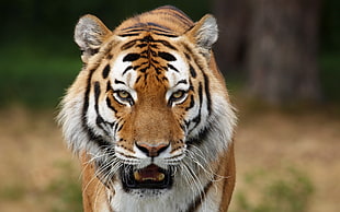 selective photography of Tiger open mount